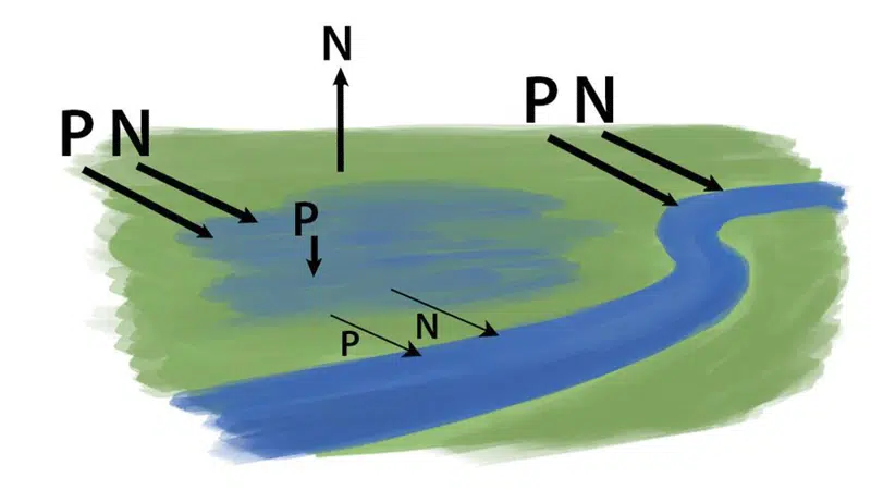 Tegningen viser, at vand, der løber gennem et vådt område, før det ender i åen, bliver renset for både kvælstof (N) og fosfor (P)